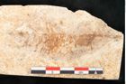 Foto (Detailansicht) von Arbutus serra Unger (NHMW-GEO-2024-0188-8179)